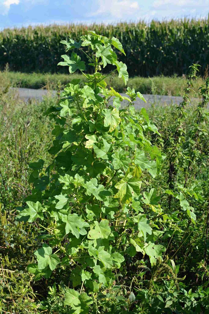 Malva verticillata var. verticillata