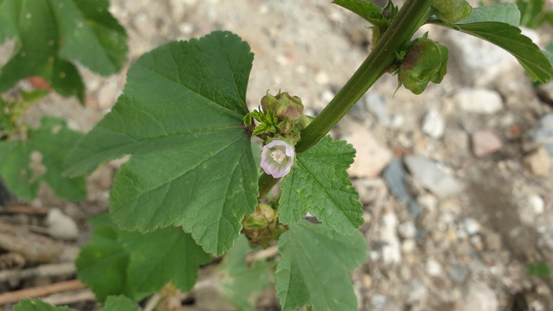 Malva verticillata var. verticillata photo 2