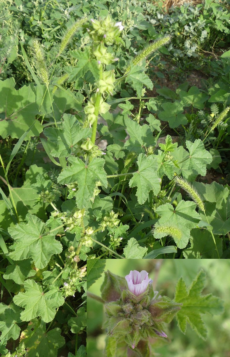 Malva verticillata var. verticillata photo 3