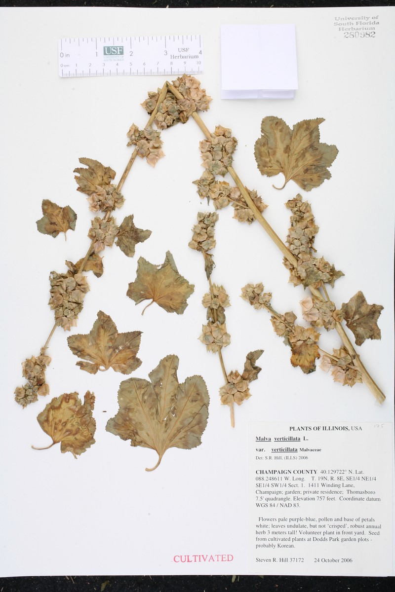 Malva verticillata var. verticillata photo 4