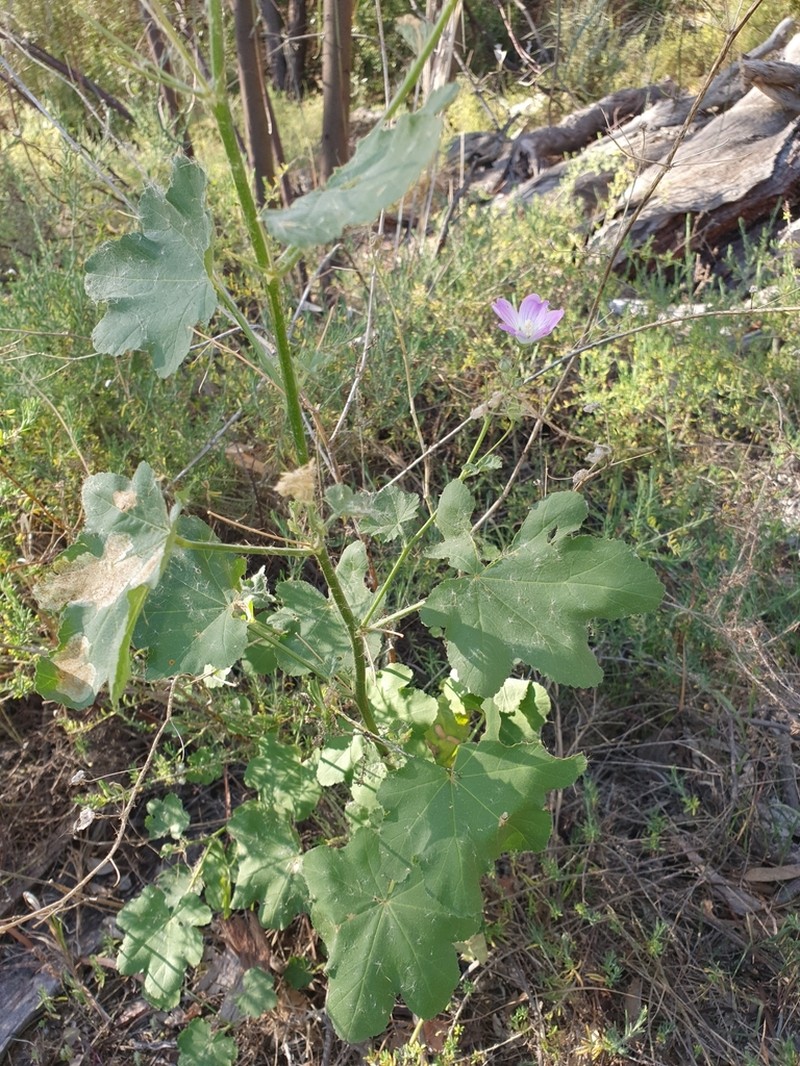 Malva weinmanniana