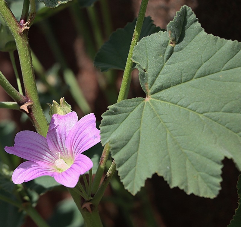 Malva weinmanniana photo 2