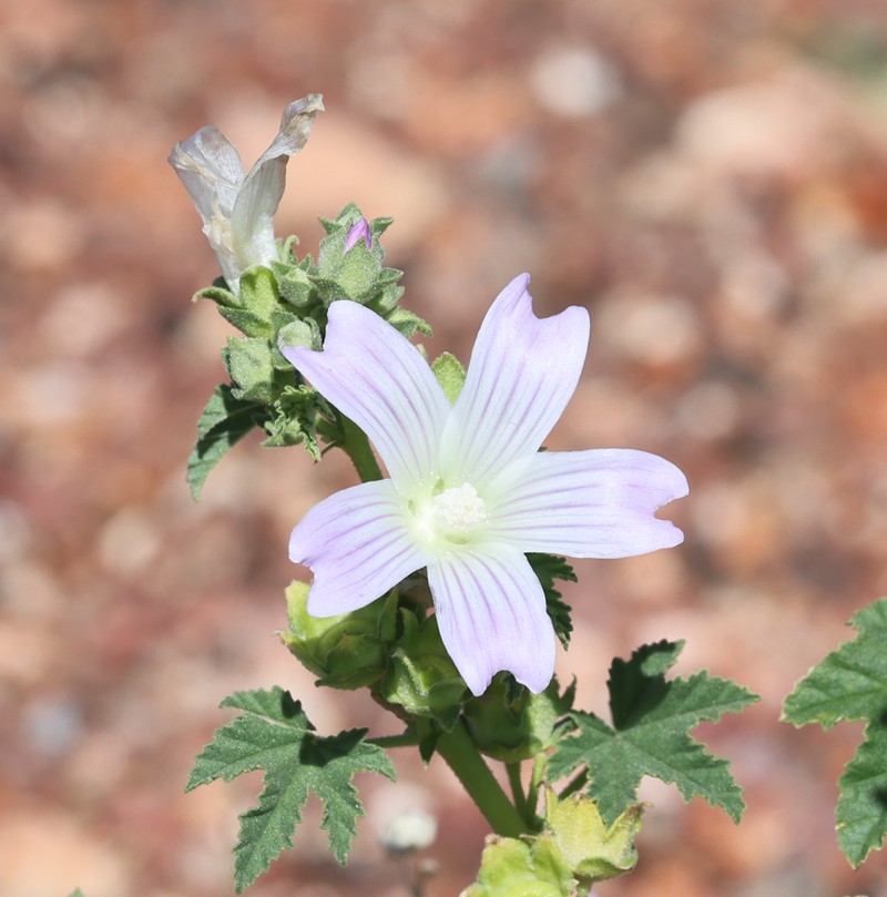 Malva weinmanniana photo 3