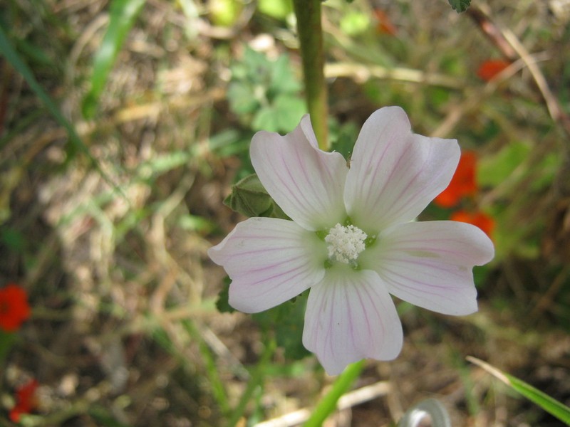Malva weinmanniana photo 4