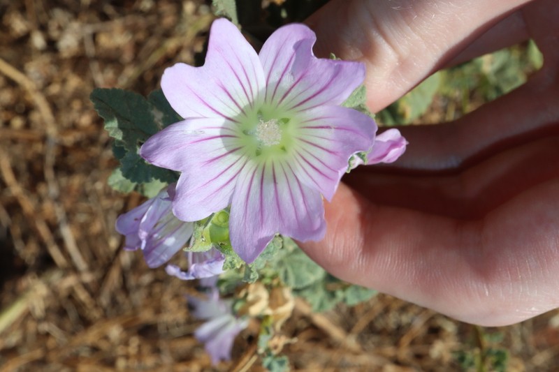 Malva weinmanniana photo 5