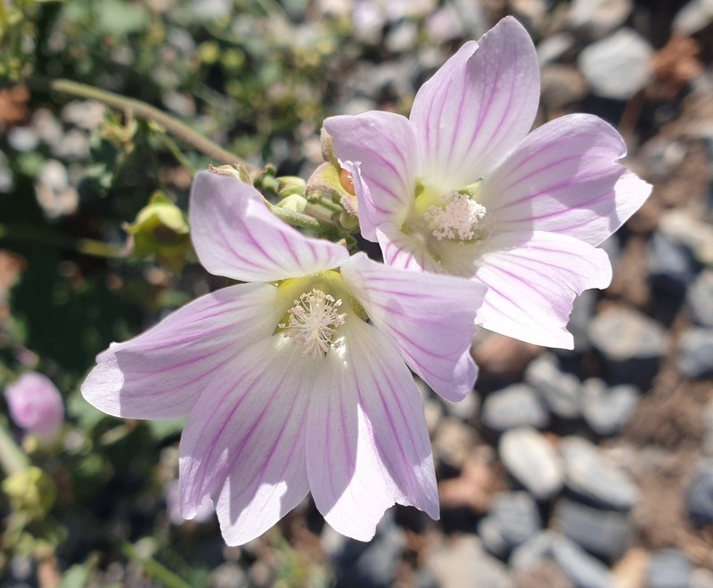 Malva weinmanniana photo 6
