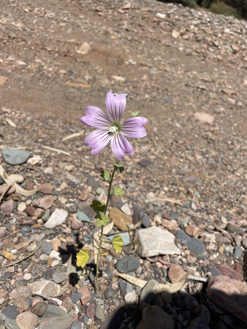 Malva weinmanniana photo 7