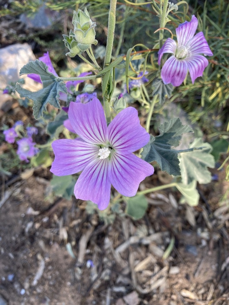 Malva weinmanniana photo 8