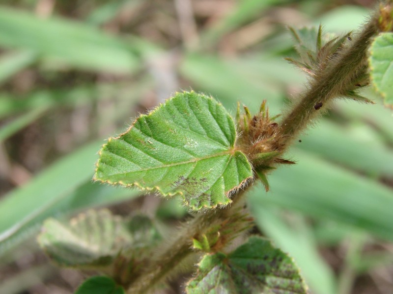 Indian Valley False Mallow photo 4
