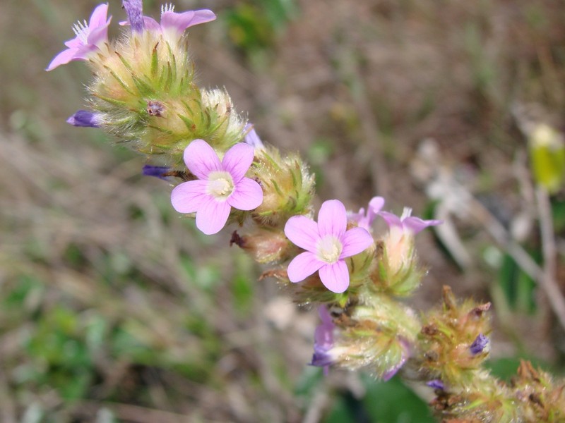 Indian Valley False Mallow photo 5