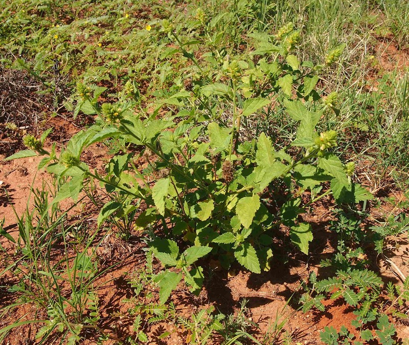 Indian Valley False Mallow photo 2