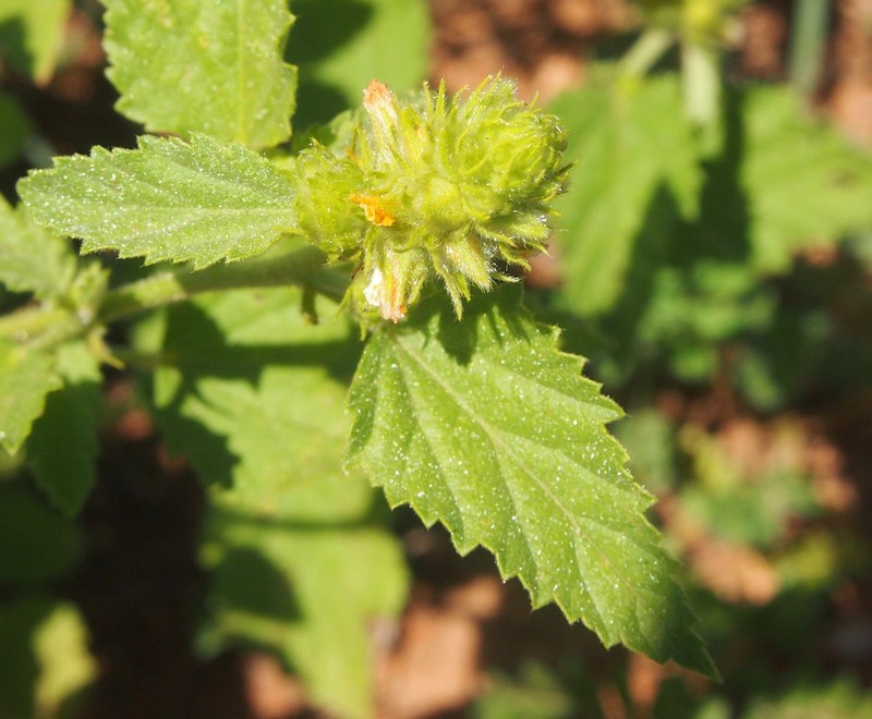 Indian Valley False Mallow