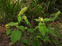 Indian Valley False Mallow