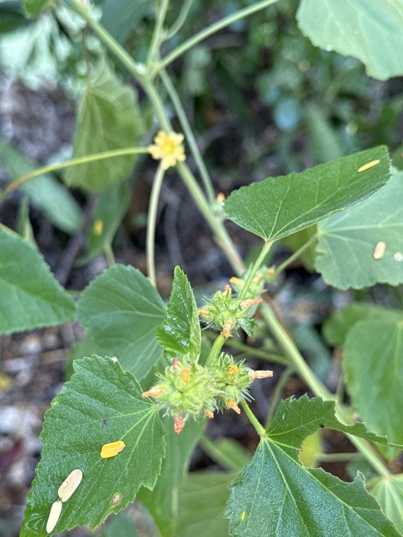 Indian Valley False Mallow photo 2