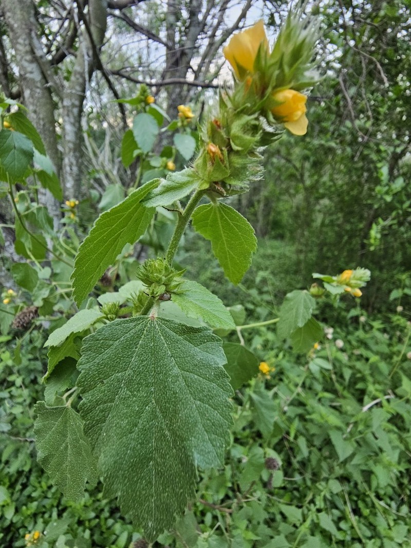 Indian Valley False Mallow photo 3