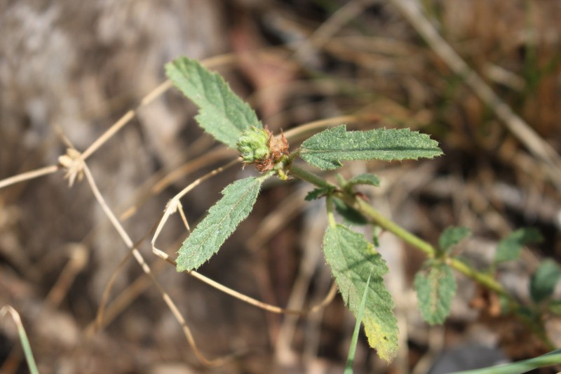 Indian Valley False Mallow photo 4