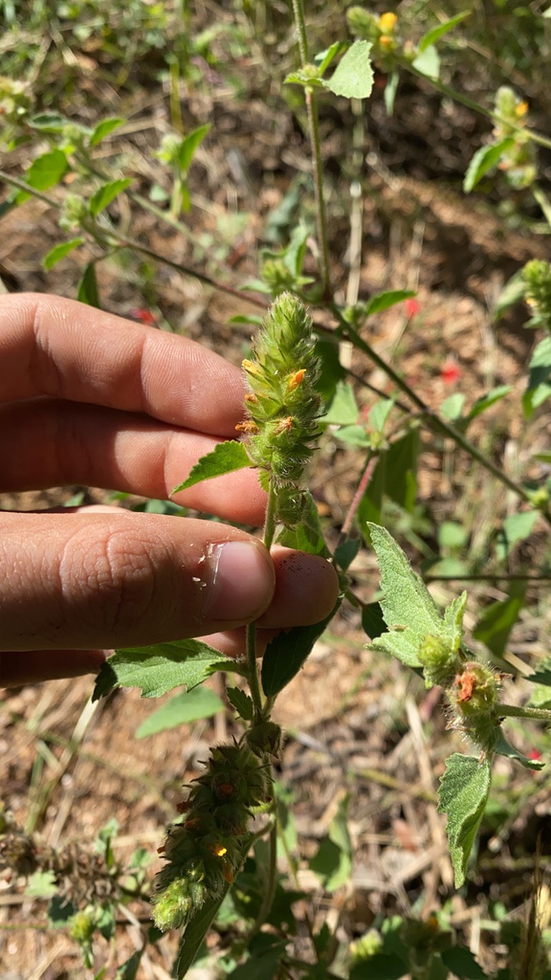 Indian Valley False Mallow photo 6