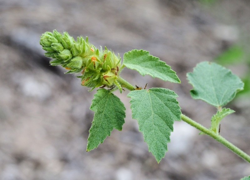 Indian Valley False Mallow photo 7