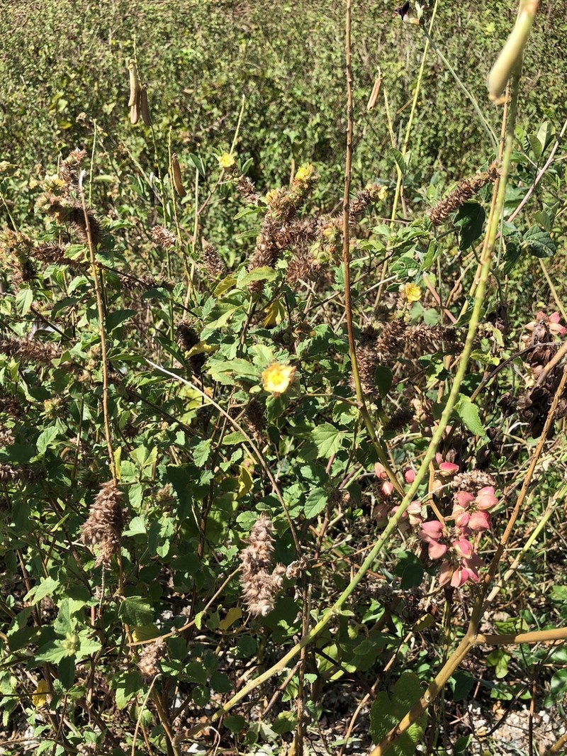 Indian Valley False Mallow photo 8