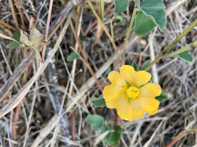 Wright's False Mallow