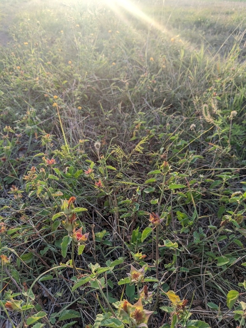 Wright's False Mallow photo 2