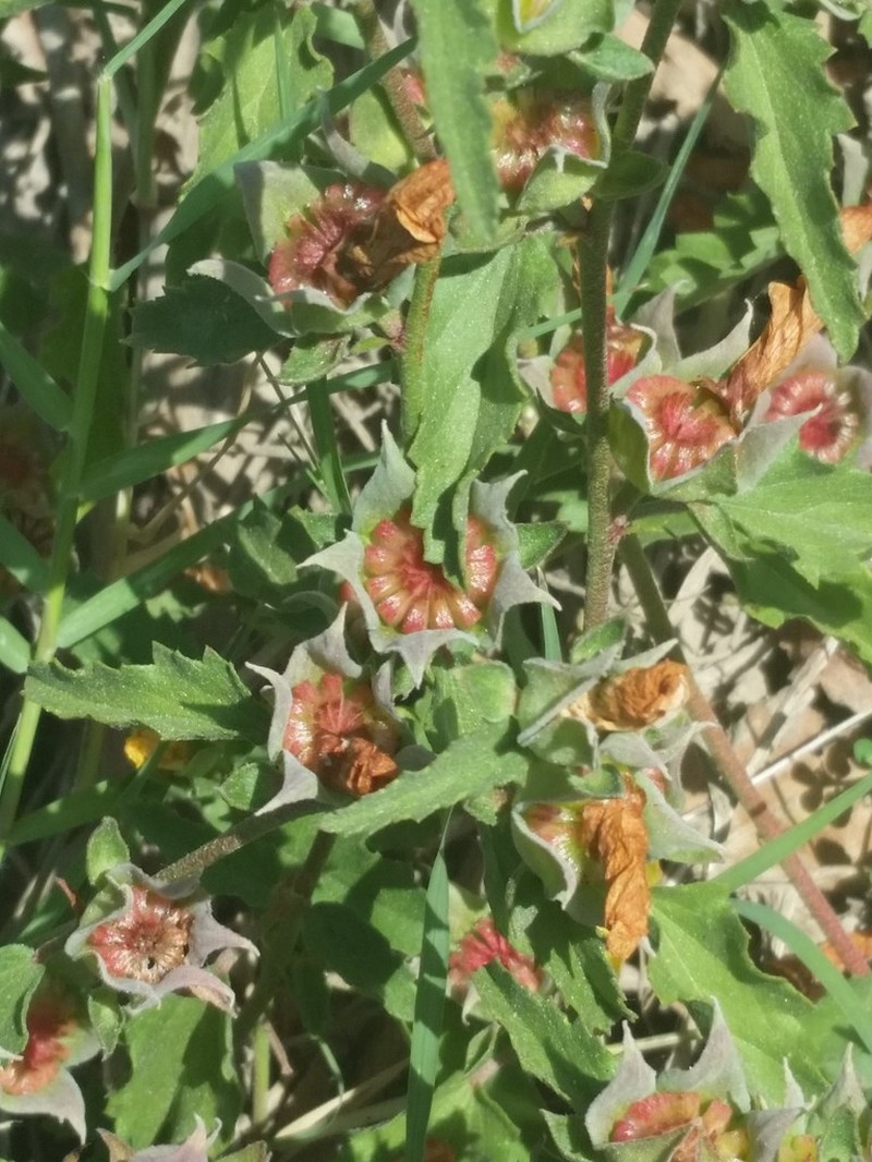 Wright's False Mallow photo 3