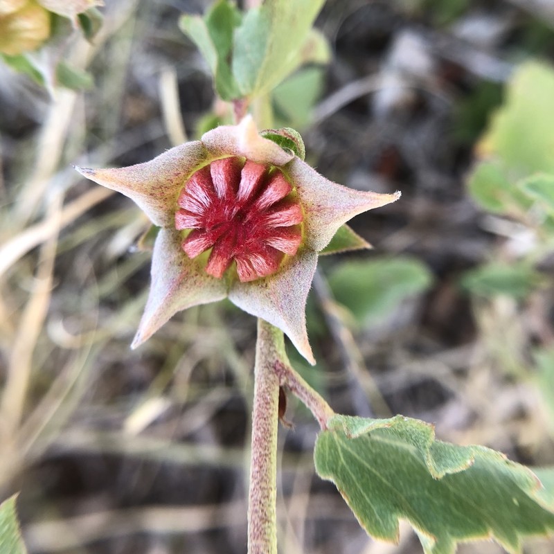 Wright's False Mallow photo 4