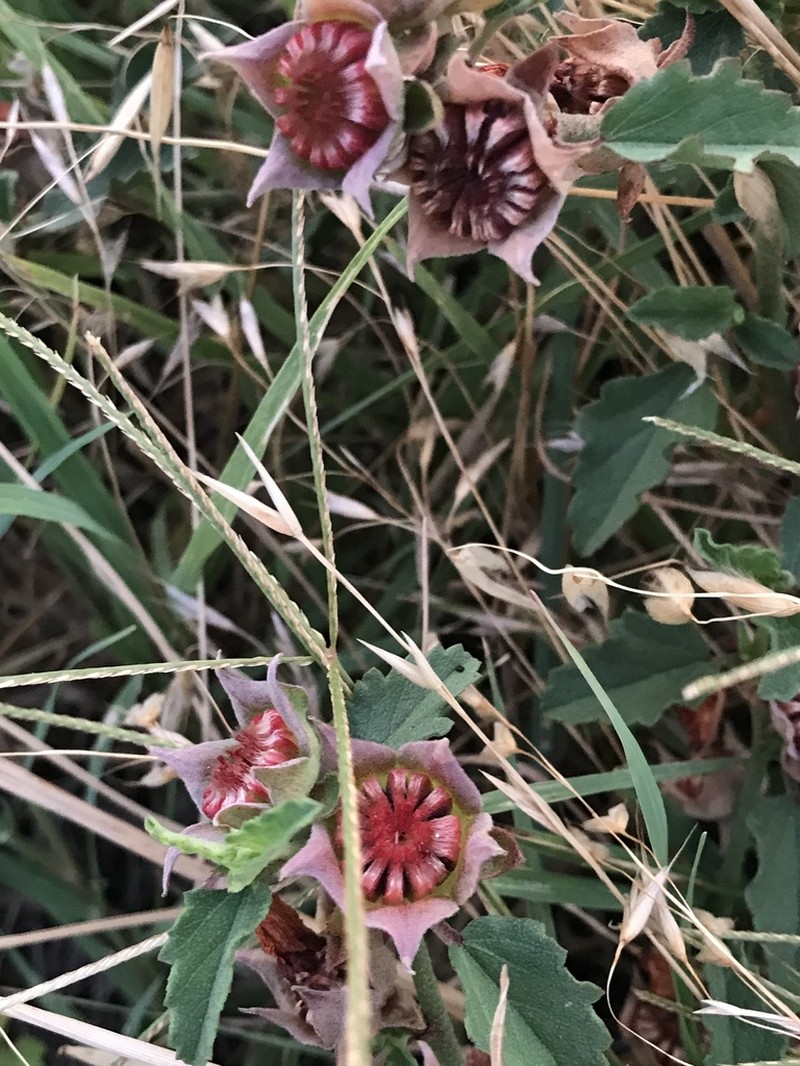 Wright's False Mallow photo 5