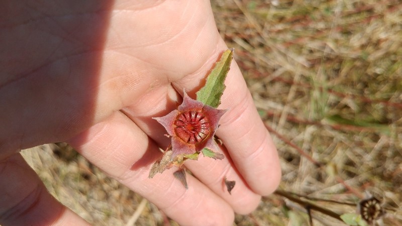 Wright's False Mallow photo 6