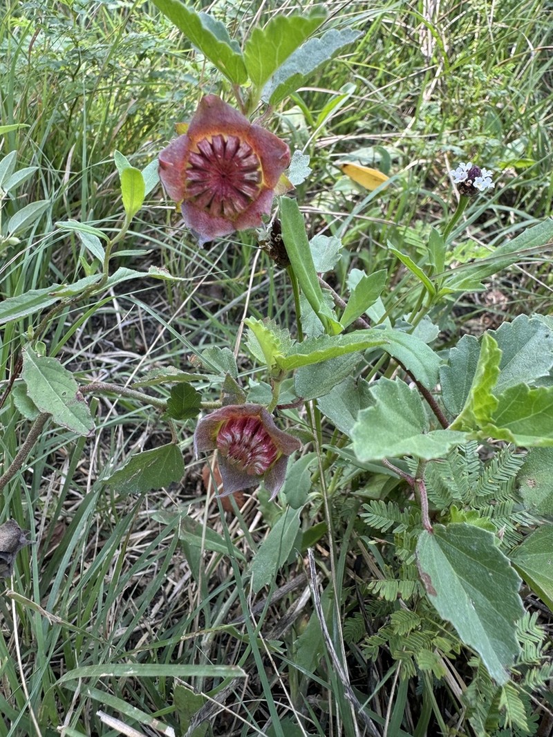 Wright's False Mallow photo 7