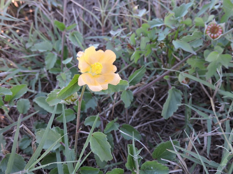 Wright's False Mallow photo 8