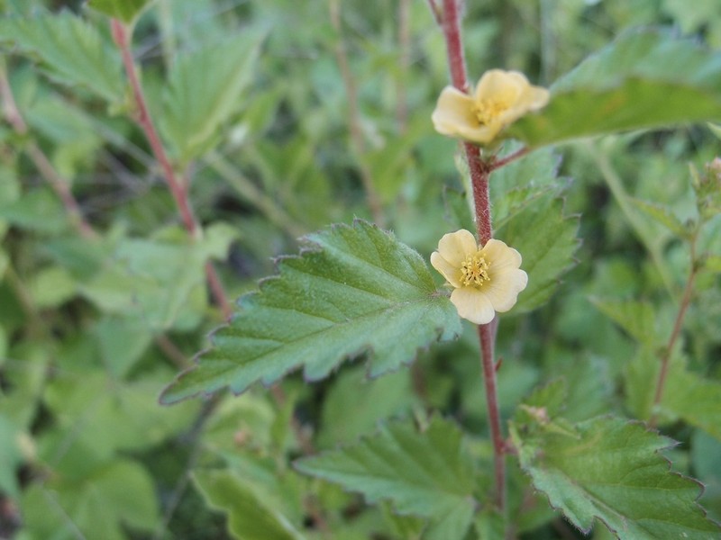 Shrubby False Mallow