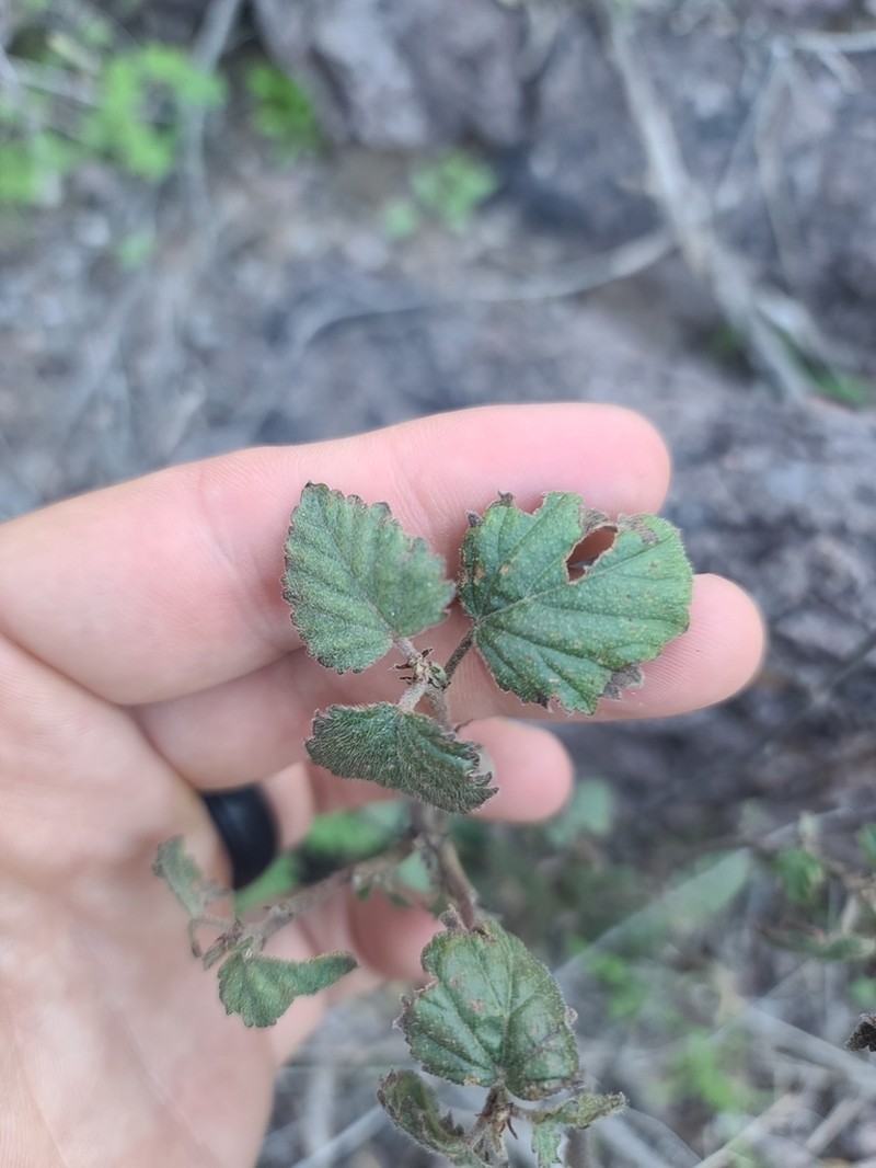 Shrubby False Mallow photo 2