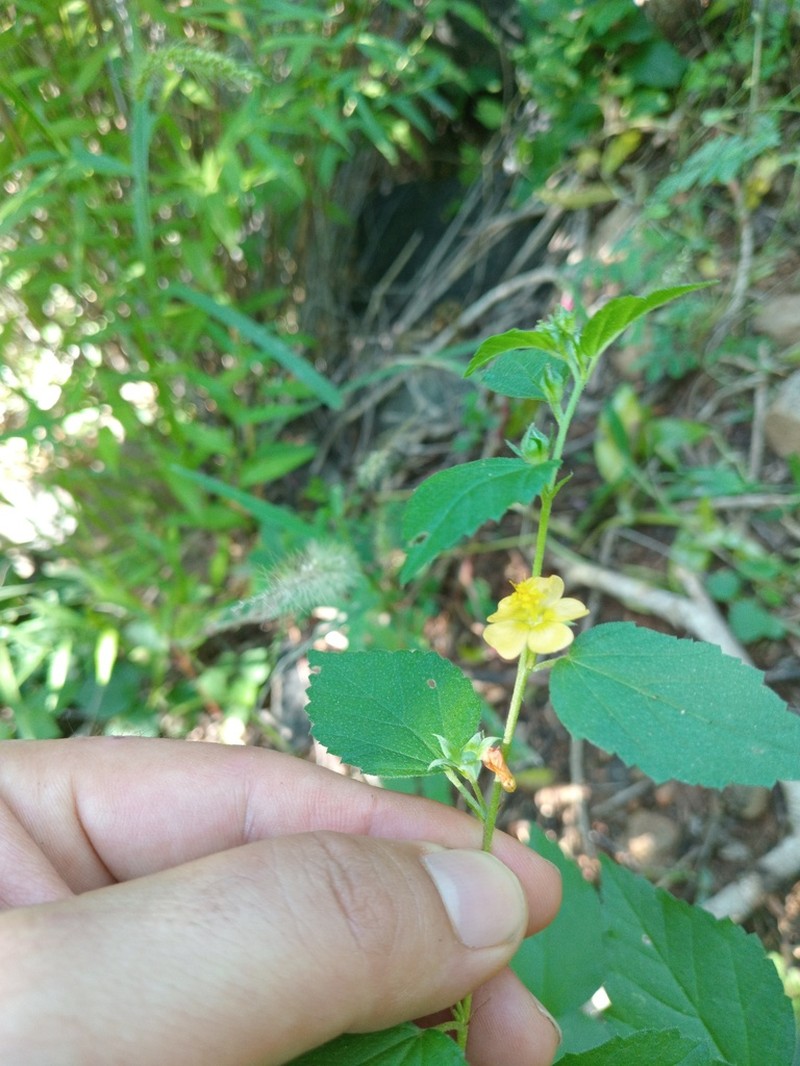 Shrubby False Mallow photo 3