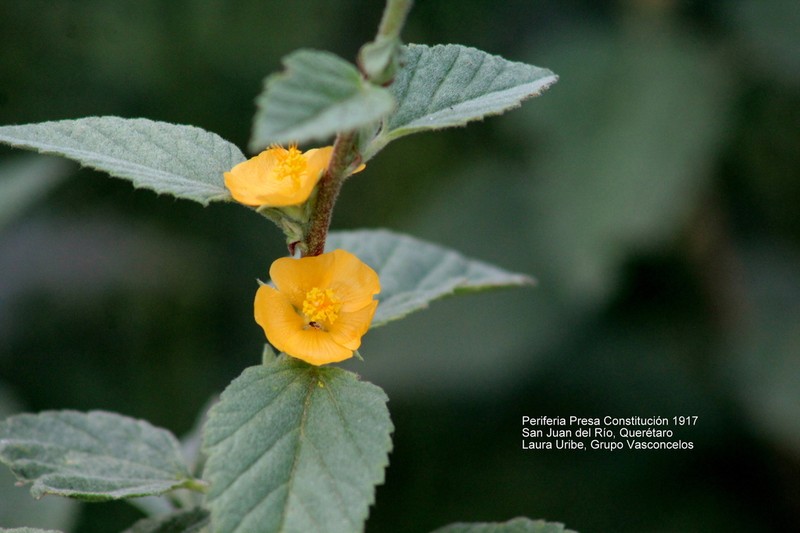 Shrubby False Mallow photo 4