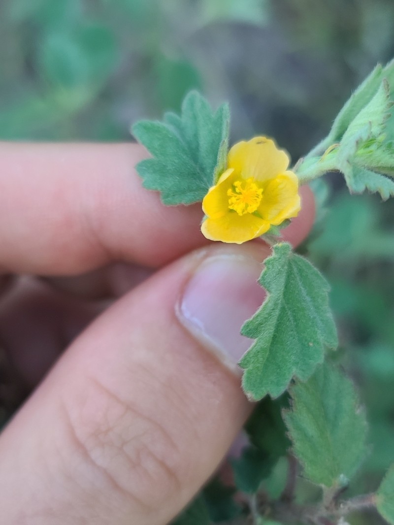 Shrubby False Mallow photo 5