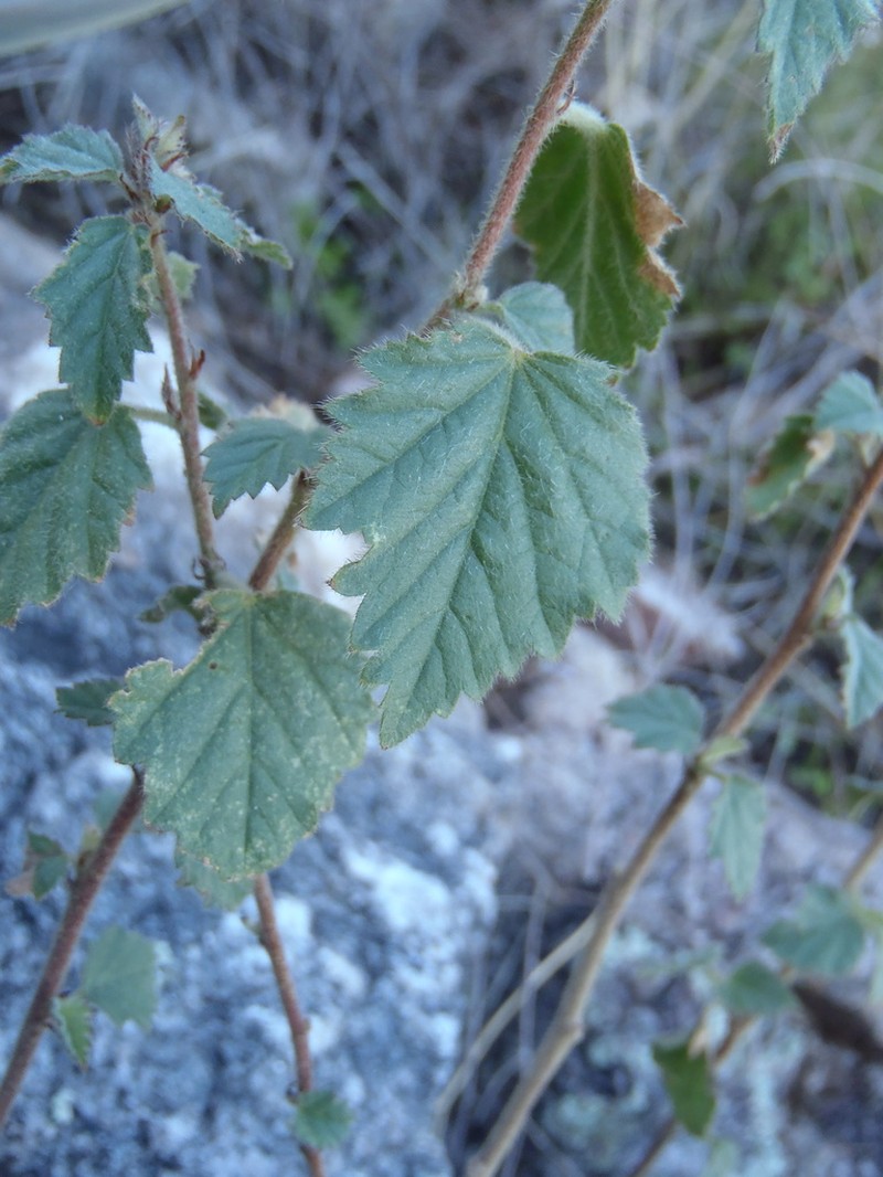 Shrubby False Mallow photo 6