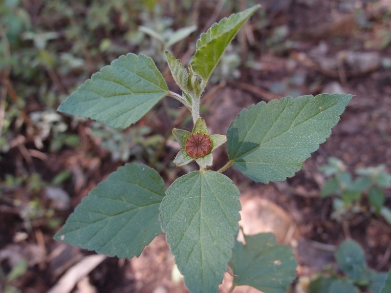 Shrubby False Mallow photo 7