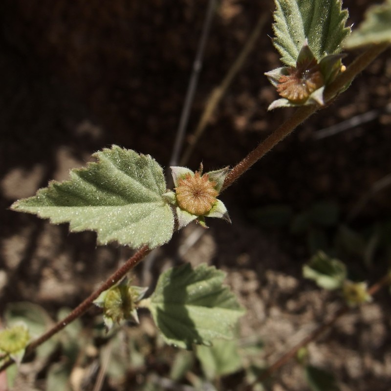 Shrubby False Mallow photo 8