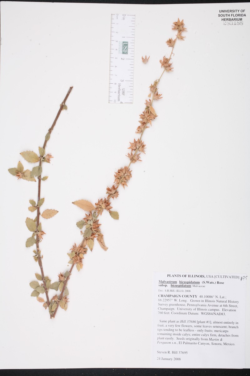 Malvastrum bicuspidatum subsp. bicuspidatum