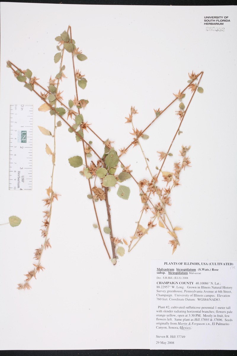 Malvastrum bicuspidatum subsp. bicuspidatum photo 2