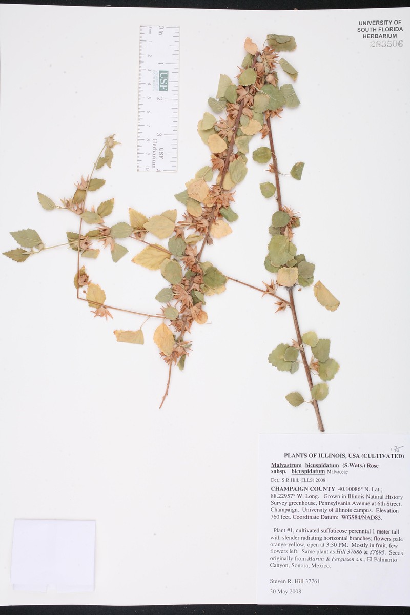 Malvastrum bicuspidatum subsp. bicuspidatum photo 3