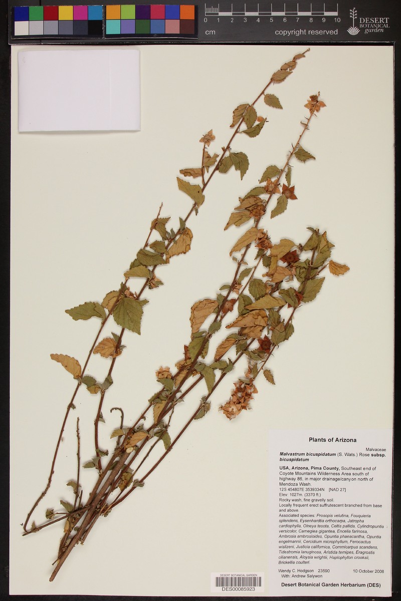 Malvastrum bicuspidatum subsp. bicuspidatum photo 4