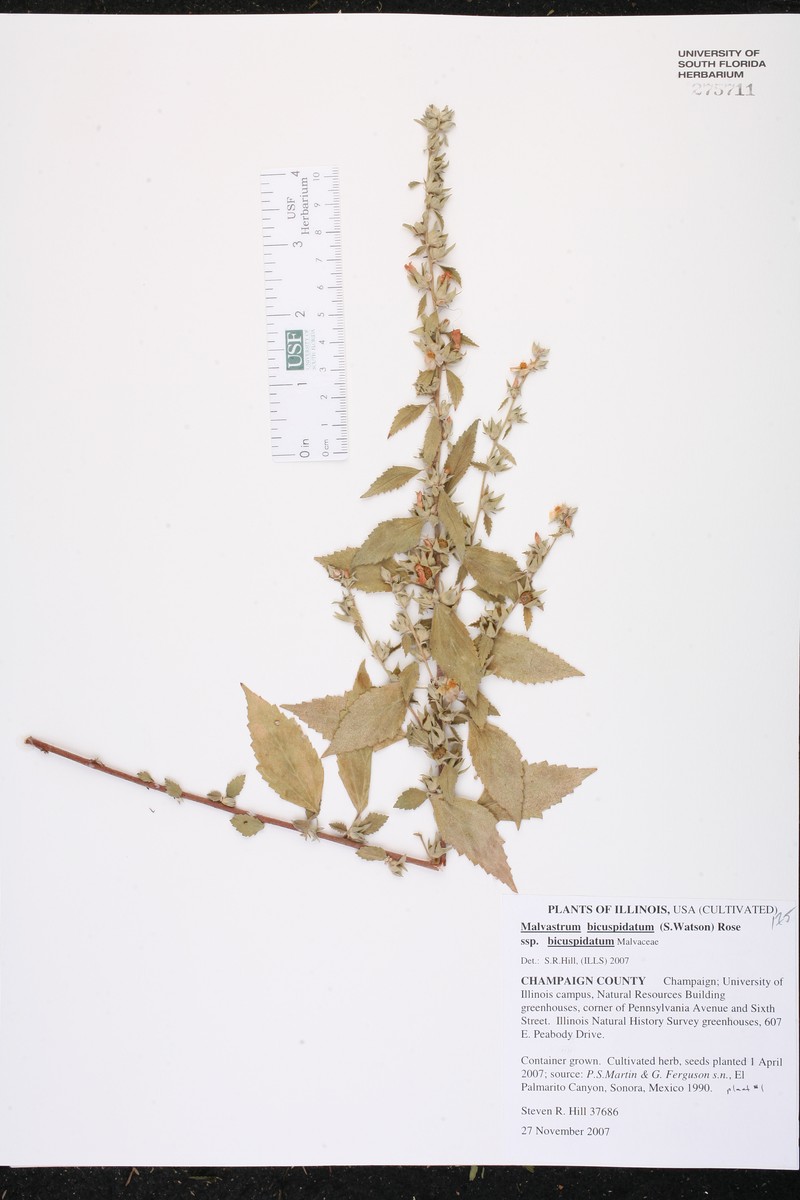 Malvastrum bicuspidatum subsp. bicuspidatum photo 5