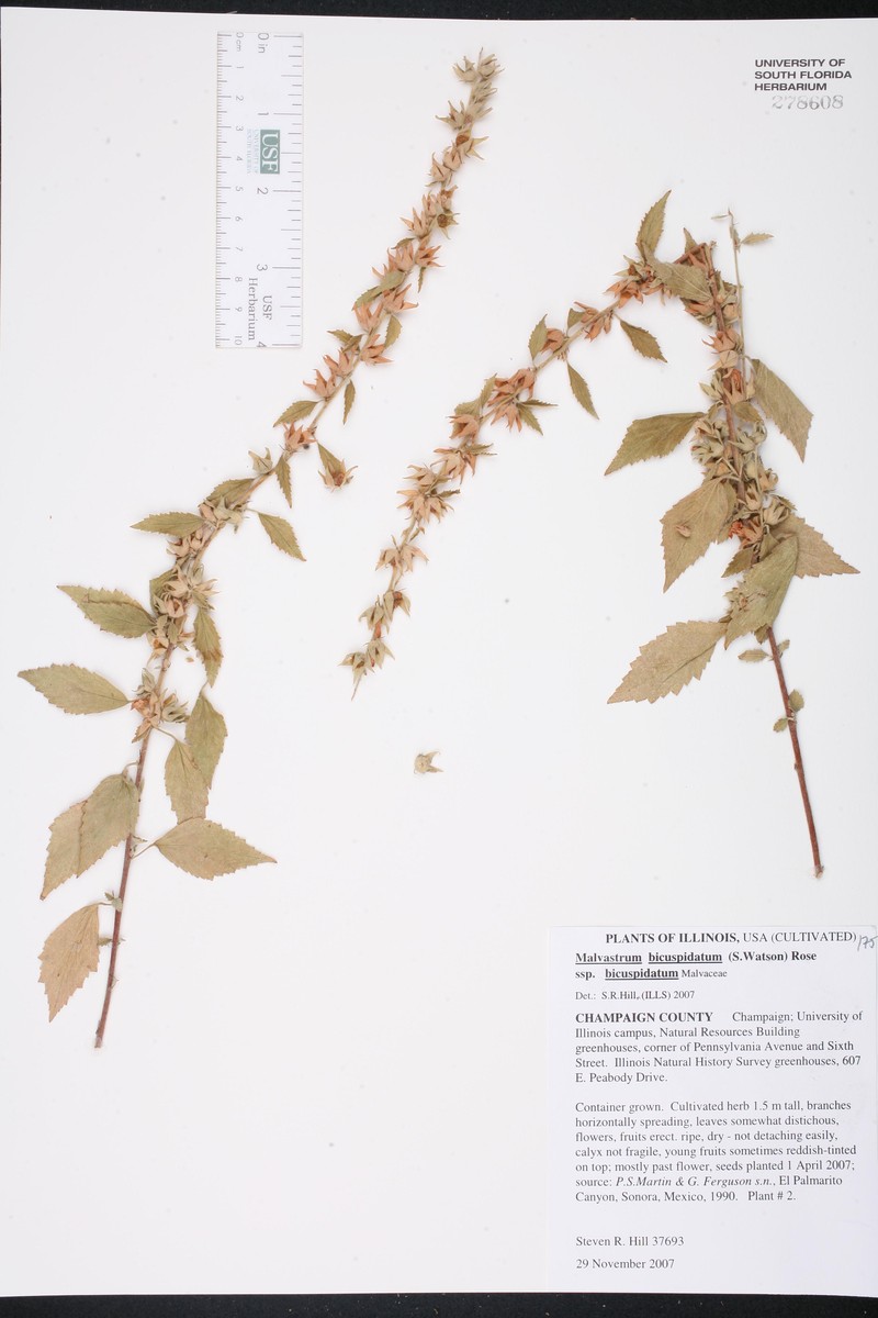 Malvastrum bicuspidatum subsp. bicuspidatum photo 6