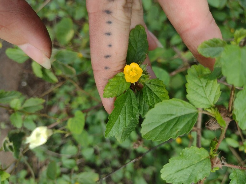 False Mallow