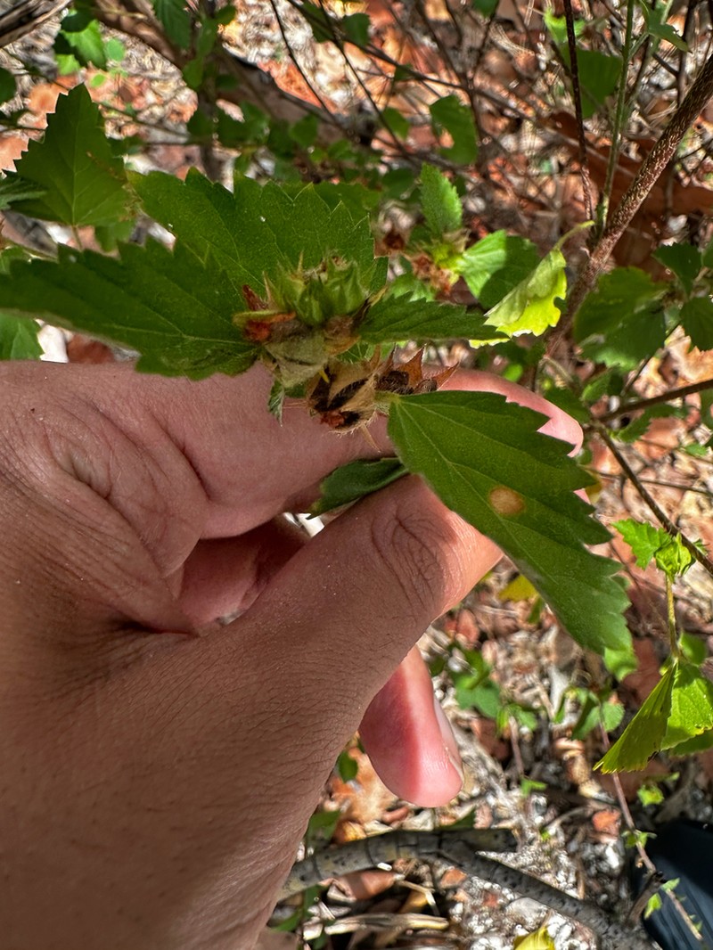 False Mallow photo 2