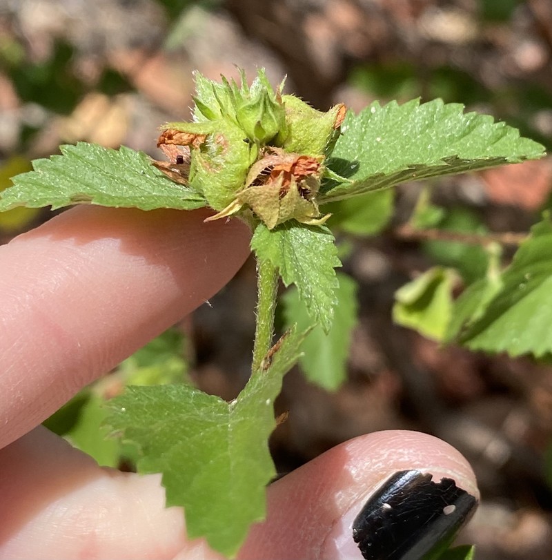 False Mallow photo 3