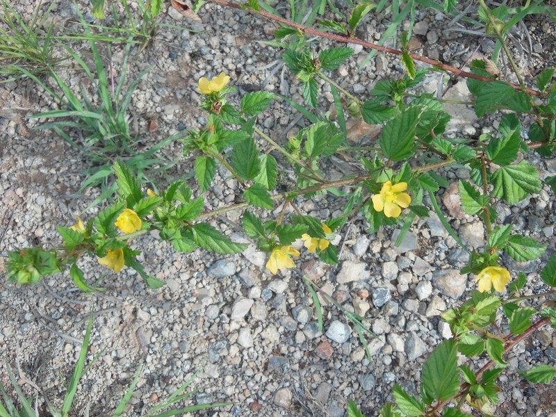 False Mallow photo 4