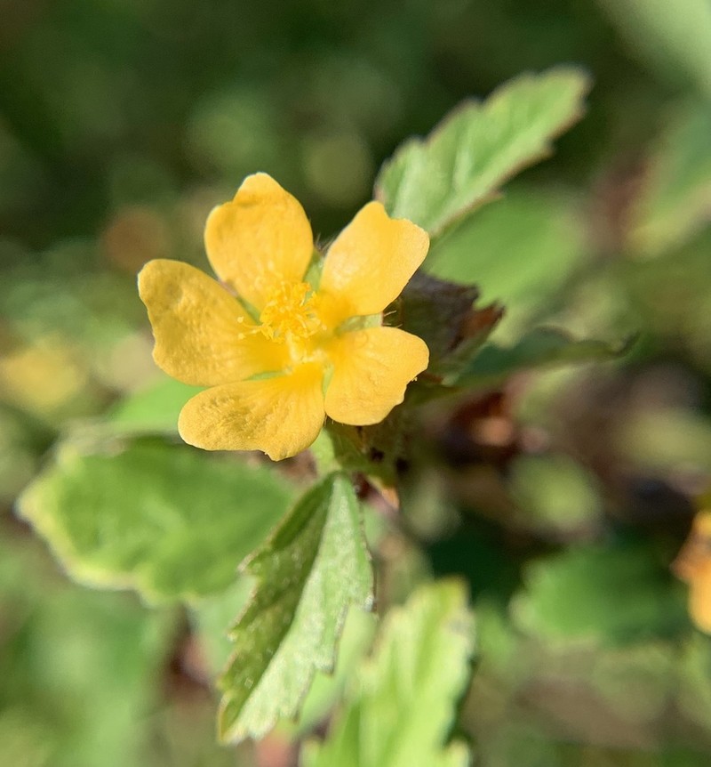 False Mallow photo 5
